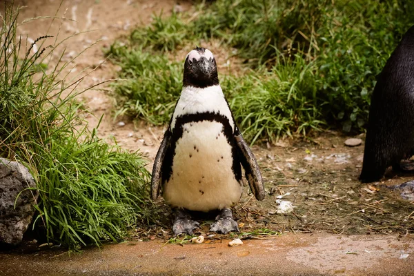 Pingüino Anteojos Spheniscus Demersus Primer Plano — Foto de Stock