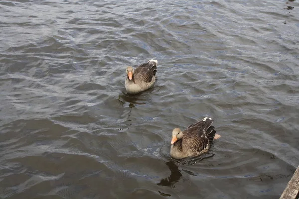 Oiseau Baignade Concept Sauvagerie — Photo