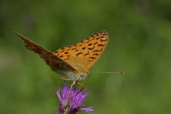 Fritillary Blomma — Stockfoto