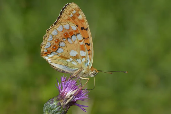 Çiçek Açan Küçük Bir Sürtünme — Stok fotoğraf