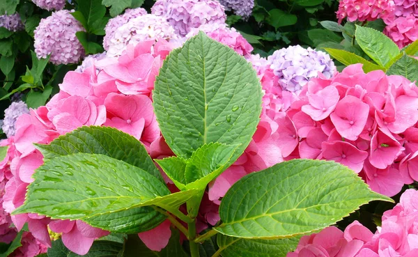 Schilderachtig Uitzicht Prachtige Kleurrijke Hortensia — Stockfoto