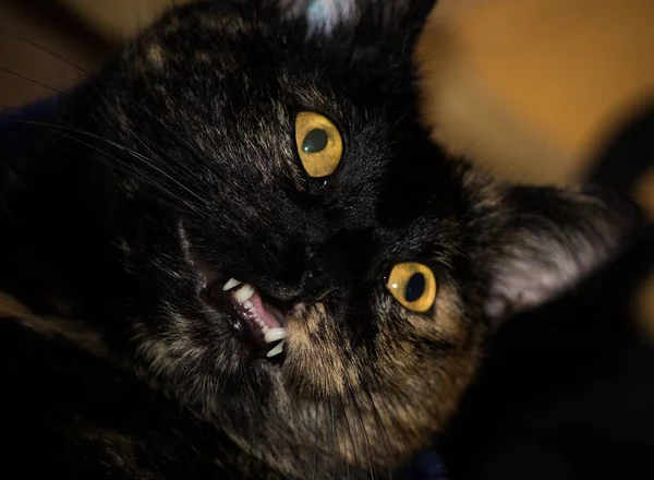 Retrato Gato Bonito — Fotografia de Stock