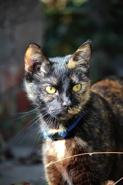 Retrato Lindo Gato — Foto de Stock