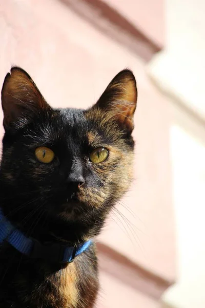 Retrato Gato Bonito — Fotografia de Stock