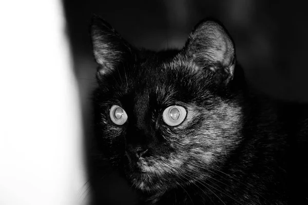 Portrait Cute Cat — Stock Photo, Image