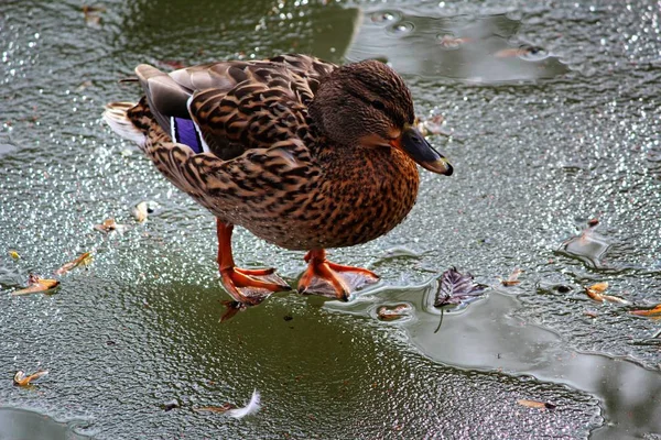 Schöne Aussicht Auf Den Papagei Der Natur — Stockfoto