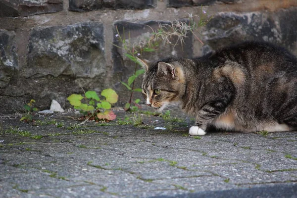 Ritratto Gatto Carino — Foto Stock