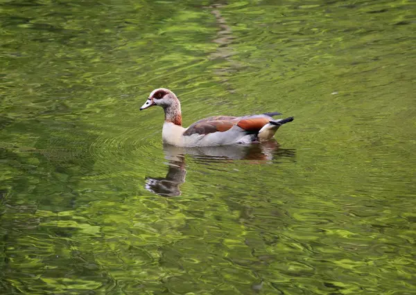 Malebné Ptačí Téma Záběr — Stock fotografie