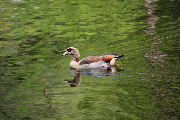 Vacker Utsikt Över Vacker Fågel Naturen — Stockfoto