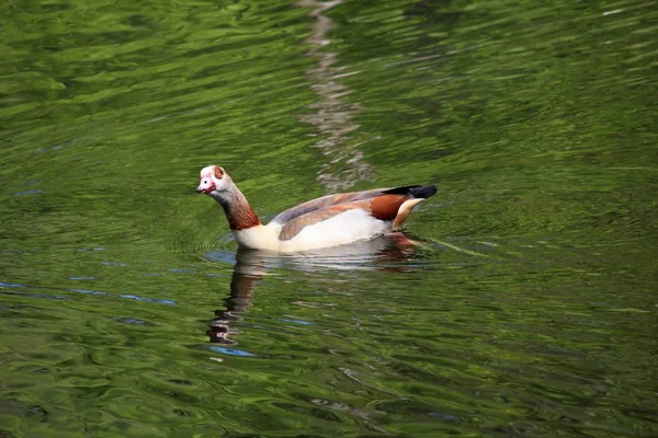 Scenic View Beautiful Bird Nature — Stock Photo, Image