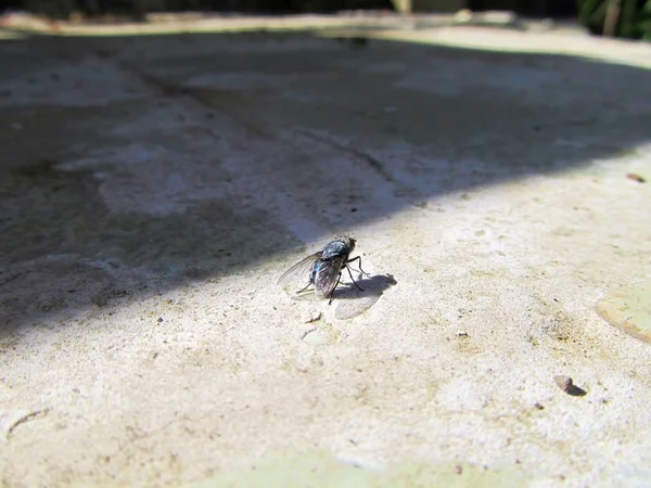 Closeup View Insect Nature — Stock Photo, Image