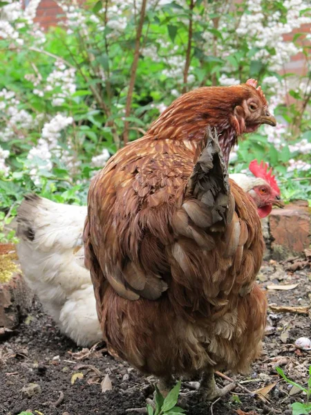 Vacker Utsikt Över Vacker Fågel Naturen — Stockfoto