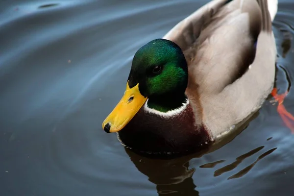 Utsikt Över Vacker Fågel Naturen — Stockfoto