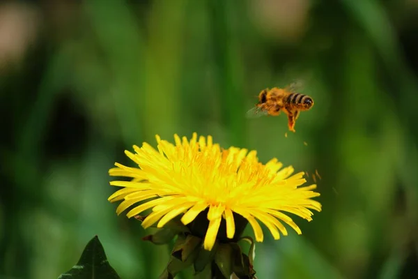 Schöne Aussicht Auf Natürliche Löwenzahnblume — Stockfoto