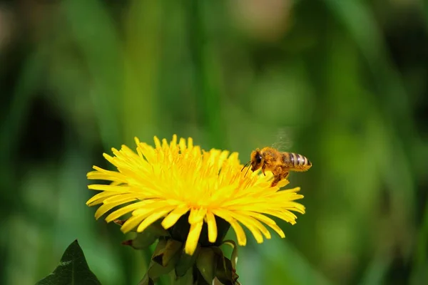 Vacker Utsikt Över Naturliga Maskros Blomma — Stockfoto