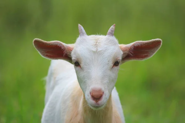 Une Chèvre Debout Sur Une Prairie Verte — Photo