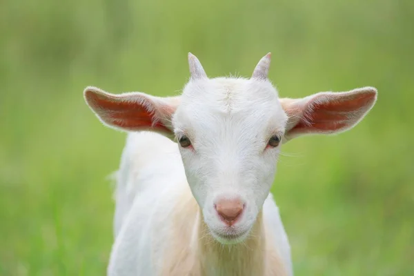 Perto Uma Cabra Campo — Fotografia de Stock