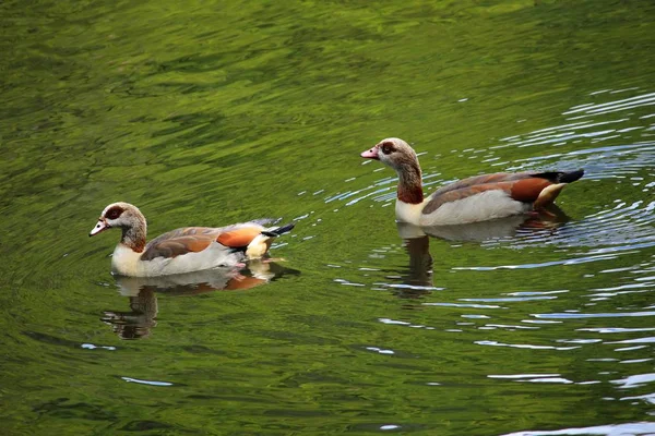 Aussichtsreiche Aussicht Auf Schöne Vögel Der Natur — Stockfoto