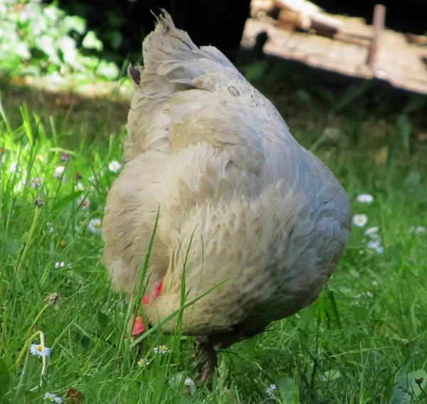 Schöne Aussicht Auf Den Papagei Der Natur — Stockfoto