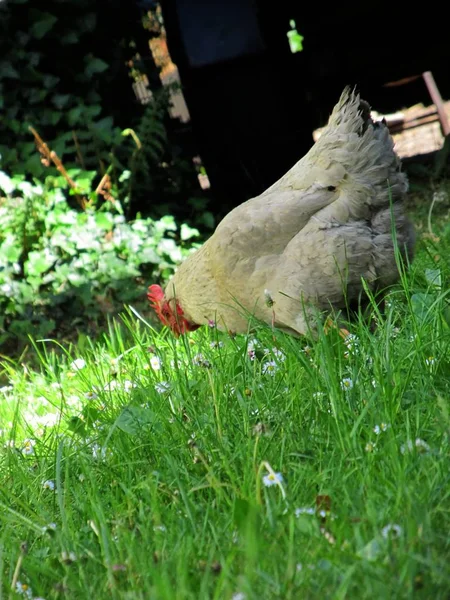 Vacker Utsikt Över Vacker Papegoja Naturen — Stockfoto