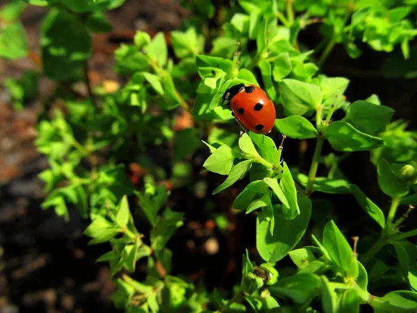 Vista Cerca Del Pequeño Insecto Mariquita — Foto de Stock