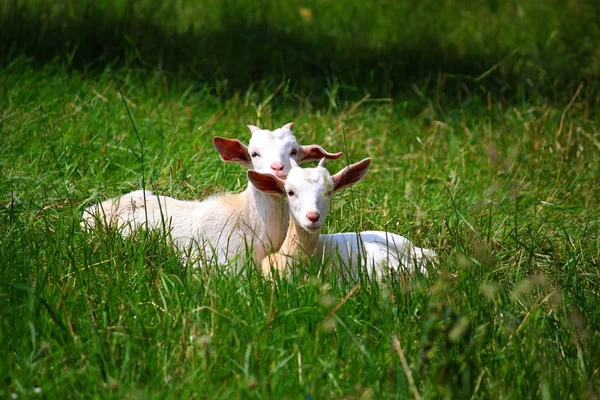 Deux Chèvres Sur Prairie — Photo