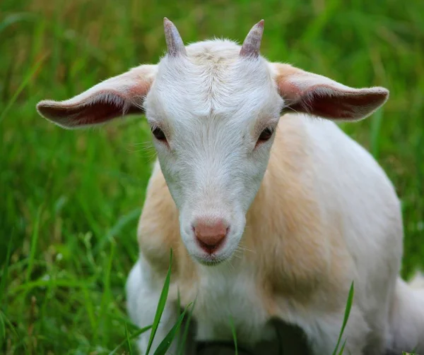 Gros Plan Une Chèvre Dans Champ — Photo