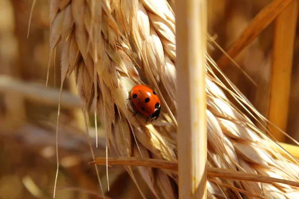 Visão Close Pequeno Inseto Ladybird — Fotografia de Stock