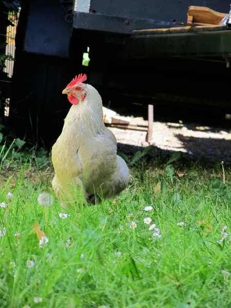 Aves Domésticas Granja —  Fotos de Stock