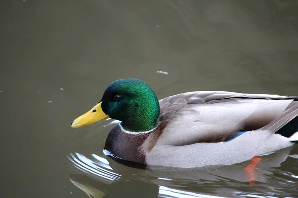 Aussichtsreiche Aussicht Auf Schöne Vögel Der Natur — Stockfoto