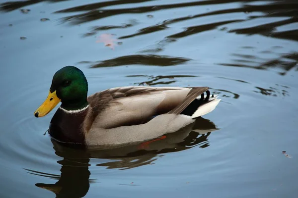 View Beautiful Bird Nature — Stock Photo, Image