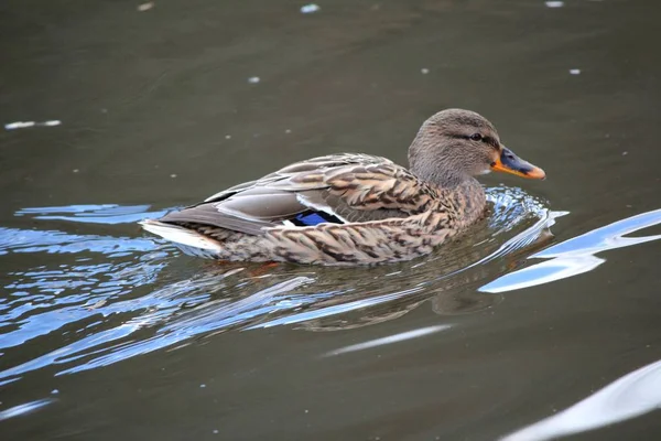 Aussichtsreiche Aussicht Auf Schöne Vögel Der Natur — Stockfoto