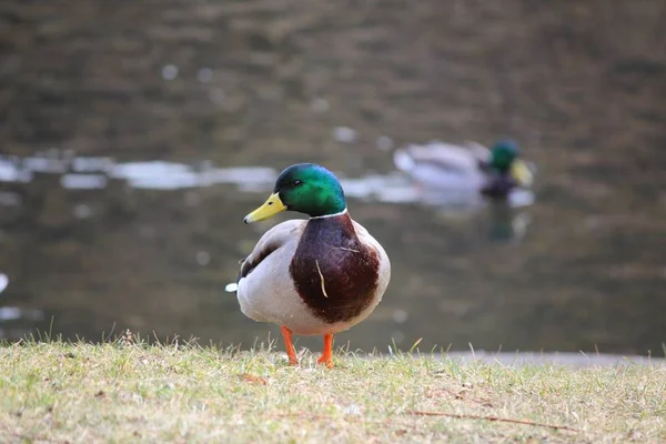 Scenic View Beautiful Bird Nature — Stock Photo, Image