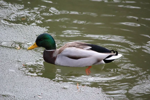 Vue Panoramique Bel Oiseau Nature — Photo