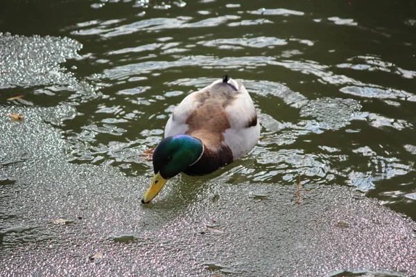 Schilderachtig Uitzicht Prachtige Vogel Natuur — Stockfoto