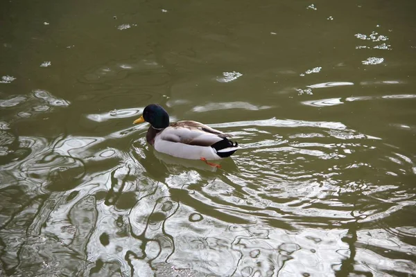 Scenic View Beautiful Bird Nature — Stock Photo, Image