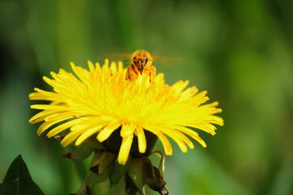 Schöne Aussicht Auf Natürliche Löwenzahnblume — Stockfoto