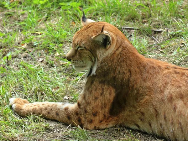 Resting Lynx Lynx Lynx — Stock Photo, Image