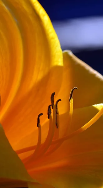 Vue Rapprochée Belle Fleur Lys — Photo