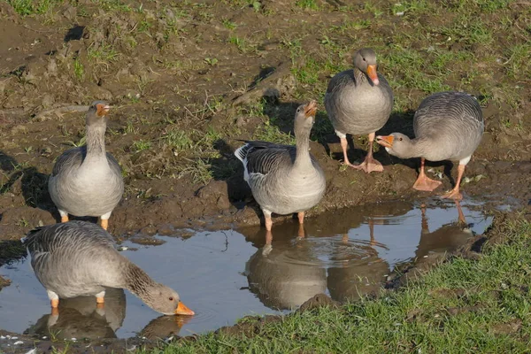 Wilde Ganzen Het Water — Stockfoto