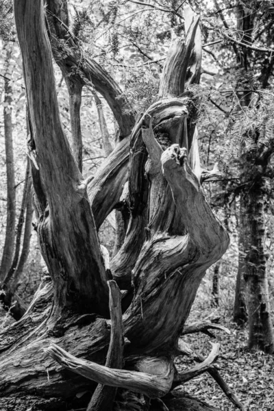 Foto Blanco Negro Tronco Árbol — Foto de Stock