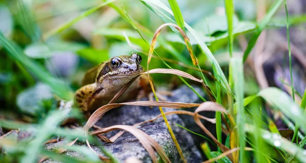 Çalılıklardaki Kurbağa — Stok fotoğraf