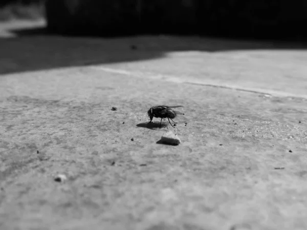 昆虫の接近 選択的焦点 — ストック写真