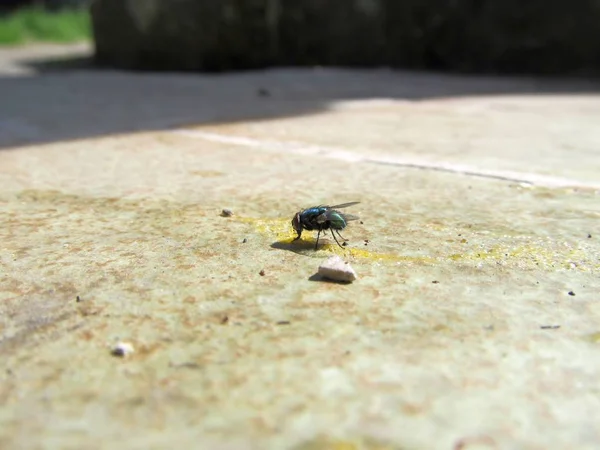 Close Insects Selective Focus — Stock Photo, Image