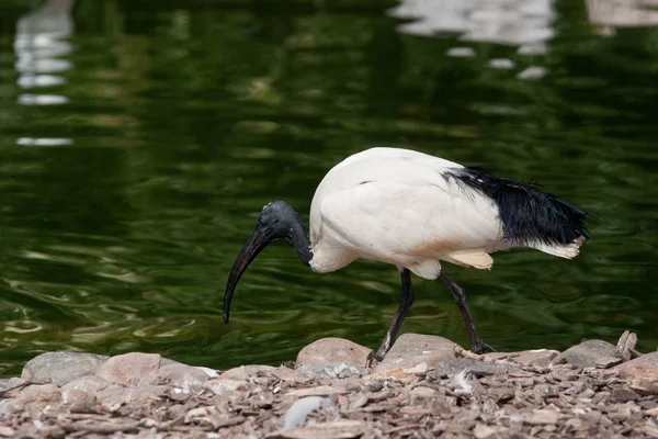 Schilderachtig Uitzicht Prachtige Vogel Natuur — Stockfoto