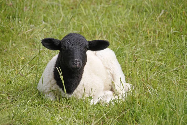 Een Schattig Zwart Wit Schaap Een Groene Weide — Stockfoto