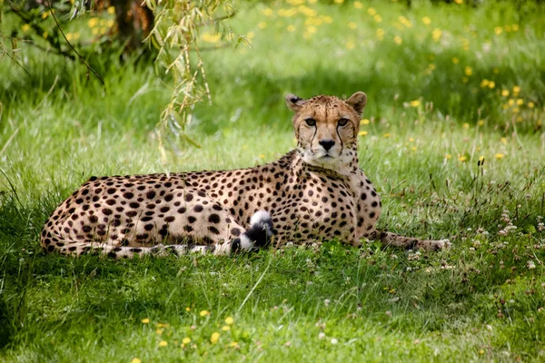 Zblízka Geparda Acinonyx Jubatus — Stock fotografie