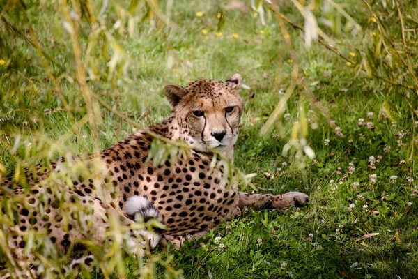 Acinonyx Jubatus — 스톡 사진