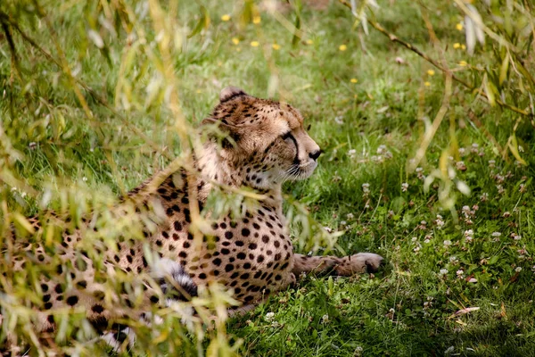 Close Cheetah Acinonyx Jubatus — Stock Photo, Image