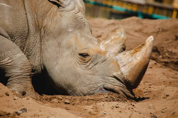 Närbild Tagg Med Bred Mun Ceratotherium Simum — Stockfoto